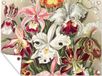 Poster de jardin - Ernst Haeckel - 160x120 cm - Bannière - Poster de jardin pour extérieur