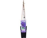 Bloomique - Clematis The President - Bosrank - Paars - Klimplanten - Tuinplanten - Winterhard - Hoogte 50-70 cm - Pot 15 cm