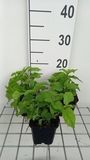 GRDplanten Leverkruid 6x Leverkruid - Eupatorium coelestinum | 9x9 cm pot
