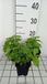 GRDplanten Leverkruid 6x Leverkruid - Eupatorium coelestinum | 9x9 cm pot