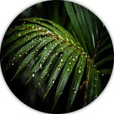 Merkloos / Sans marque Blad schilderij - Natuur muurdecoratie rond - Forex - 80x80 cm