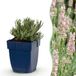 boutiQ Vasteplant Lavendel Rosea - Rose - 6 Plantes
