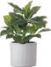 Mica Decorations Plante Aroskelk