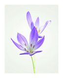 Komar Wandafbeelding Herfst Crocus Poster 40 x 50 cm