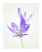 Komar Wandafbeelding Herfst Crocus Poster 40 x 50 cm