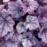 Bol 6 x Heuchera Plum Pudding® - Purperklokje pot 9x9cm
