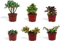 DutchLeafs Vetplanten Mix - 6 Stuks - Kwekerspot 10 cm - Hoogte 15-20 cm