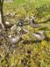 POSIWIO Set van 3 vogels, donkerbruin geverfd