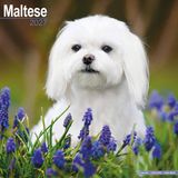 Avonside Maltezer Kalender 2027