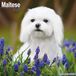 Avonside Maltezer Kalender 2027