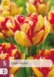 JUB Tulipa Mayfair bloembol JUB 5 stuks