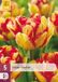 JUB Tulipa Mayfair bloembol JUB 5 stuks