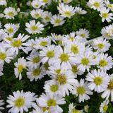 Arborix Aster 6 x Aster Dumosus 'Schneekissen' - Herfstaster pot 9x9cm