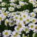 Arborix Aster 6 x Aster Dumosus 'Schneekissen' - Herfstaster pot 9x9cm