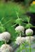 Moerings Caltha Caltha palustris Alba Vijverplant P9