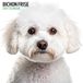 Bichon Frise 2025 Moderne kalender
