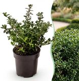 Green boutiQ - 24x Ilex crenata Stokes - Japanse Hulst - Haagplanten - Groenblijvend - Groen - Pot 9cm - Hoogte 20-30cm