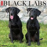 Willow Creek Press Black Labs 2027 12 X 12 Wall Calendar