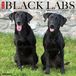 Willow Creek Press Black Labs 2027 12 X 12 Wall Calendar