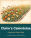 Claire's Calendulas