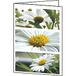 Sigel DC171 Wenskaarten A6 Glanzend 220 g/m² 10,5 x 14,8 cm Kleurenassortiment 25 Stuks