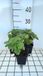 Groendecor Tuinarchitectuur 6x Bergamotplant - Monarda hybr. 'Fireball' | pot de 9x9 cm