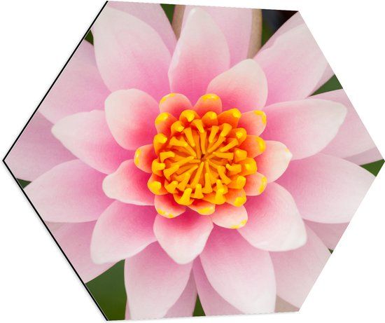 Merkloos / Sans marque Dibond Hexagon - Roze Lotus Bloem - 70x60.9 cm - Aluminium - Zeshoek - Landelijk