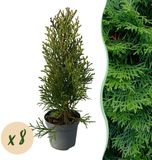 Green Boutiq Haagplanten - Thuja occidentalis Smaragd - blad groen - 8 planten - 1 strekkende meter - groenblijvend - pot 9cm hoogte 30-35cm
