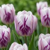 boutiQ - 15x Tulipa Flaming Flag Tulipes - Blanc et Violet - Floraison Printanière - Calibre du Bulbe 11/12