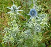 Arborix Bol 6 x Eryngium Planum - Kruisdistel Pot 9x9 cm - Staalblauwe Zonminnaar
