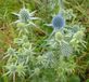 Arborix Bol 6 x Eryngium Planum - Kruisdistel Pot 9x9 cm - Staalblauwe Zonminnaar
