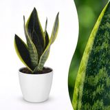 Green boutiQ Sansevieria Future Superb Vrouwentong Plant met Potter Wit Pot 12cm Hoogte 35cm