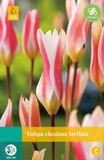 JUB Tulipa clusiana Stellata JUB, 10 bloembollen