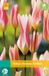 JUB Tulipa clusiana Stellata JUB, 10 bloembollen