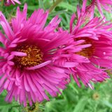 Arborix Aster 6 x Nova Angliae 'Andenken An Alma Potschke' - Herfstaster pot 9x9 cm, roze bloemen en langbloeiend