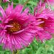 Arborix Aster 6 x Nova Angliae 'Andenken An Alma Potschke' - Herfstaster pot 9x9 cm, roze bloemen en langbloeiend