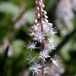 Arborix 6x Tiarella hybrida 'Skeleton Key' Pot 9x9cm