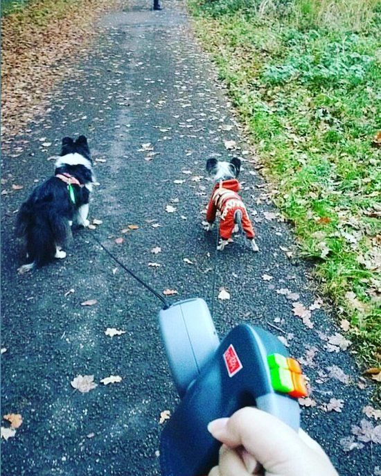 Wigzi Dual Doggie 2.0 Hondenriem voor Twee Honden - Grijs - 3m - Tot 22 kg per hond