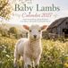 Baby Lambs Calendar 2027