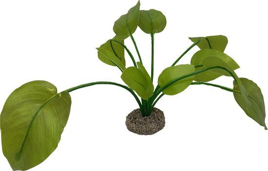 Aqua Della Anubias - Groen - 17 cm