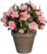 Mica Decorations Azalea Kunstplant in Bloempot Stan - H31 x Ø26 cm - Perzik