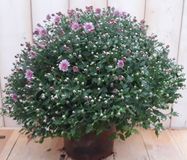 Warentuin natuurlijk Bol Chrysant roze Warentuin Natuurlijk