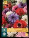 Jub Anemone Coronaria St. Brigid Mix - 15 Bloembollen