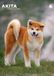 Akita A3 Calendrier 2027