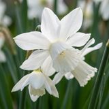 Green boutiQ - 30x Narcissus Botanical White Mix