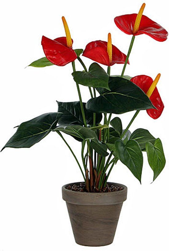 Mica Decorations Kunstplant Anthurium Rood - H 40cm - Keramiek stenen sierpot grijs-antraciet