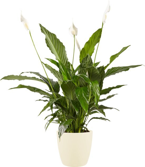 Lepelplant Spathiphyllum Vivaldi Elho Brussels Round Soap - BestPlants - Groene Plant- Hoogte  70 cm