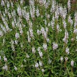 Arborix Lysimachia 6 x Lysimachia Ephemerum - Wederik pot 9x9cm