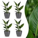 Green boutiQ Strelitzia Reginea Paradijsvogelbloem 4 Planten met Potter Grijs Pot 12cm Hoogte 35cm