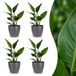 Green boutiQ Strelitzia Reginea Paradijsvogelbloem 4 Planten met Potter Grijs Pot 12cm Hoogte 35cm